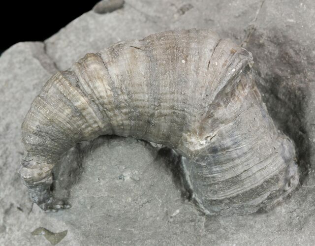 Devonian Horn Coral - New York #50054